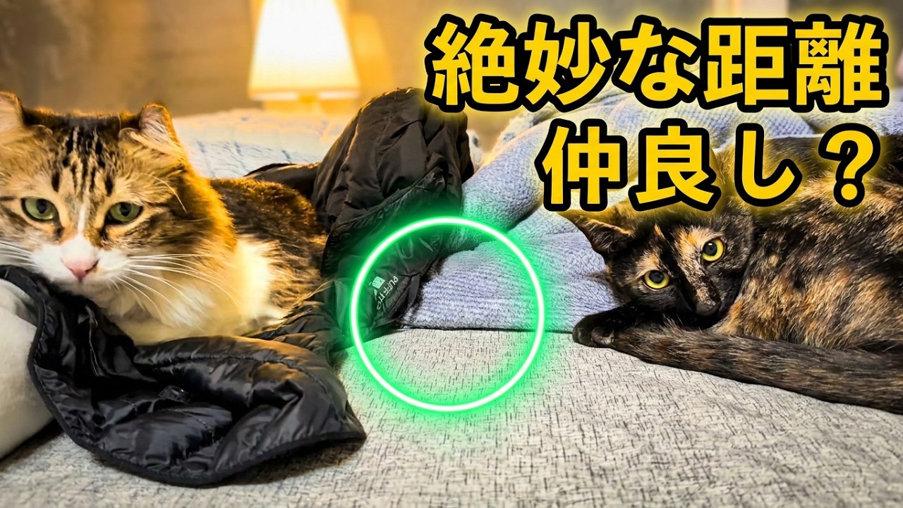 横並び。