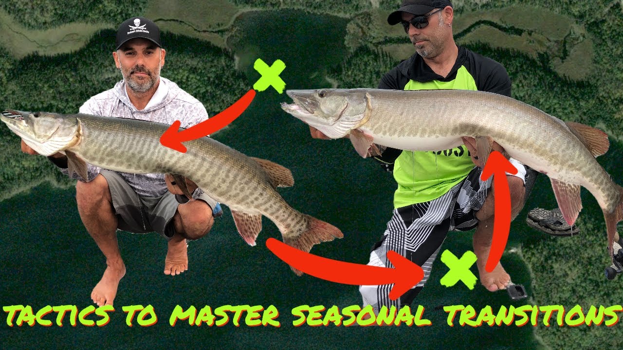 SPRING TO SUMMER MUSKY FISHNG TACTICS! Whiteboard breakdown of shield lake spring and summer areas!