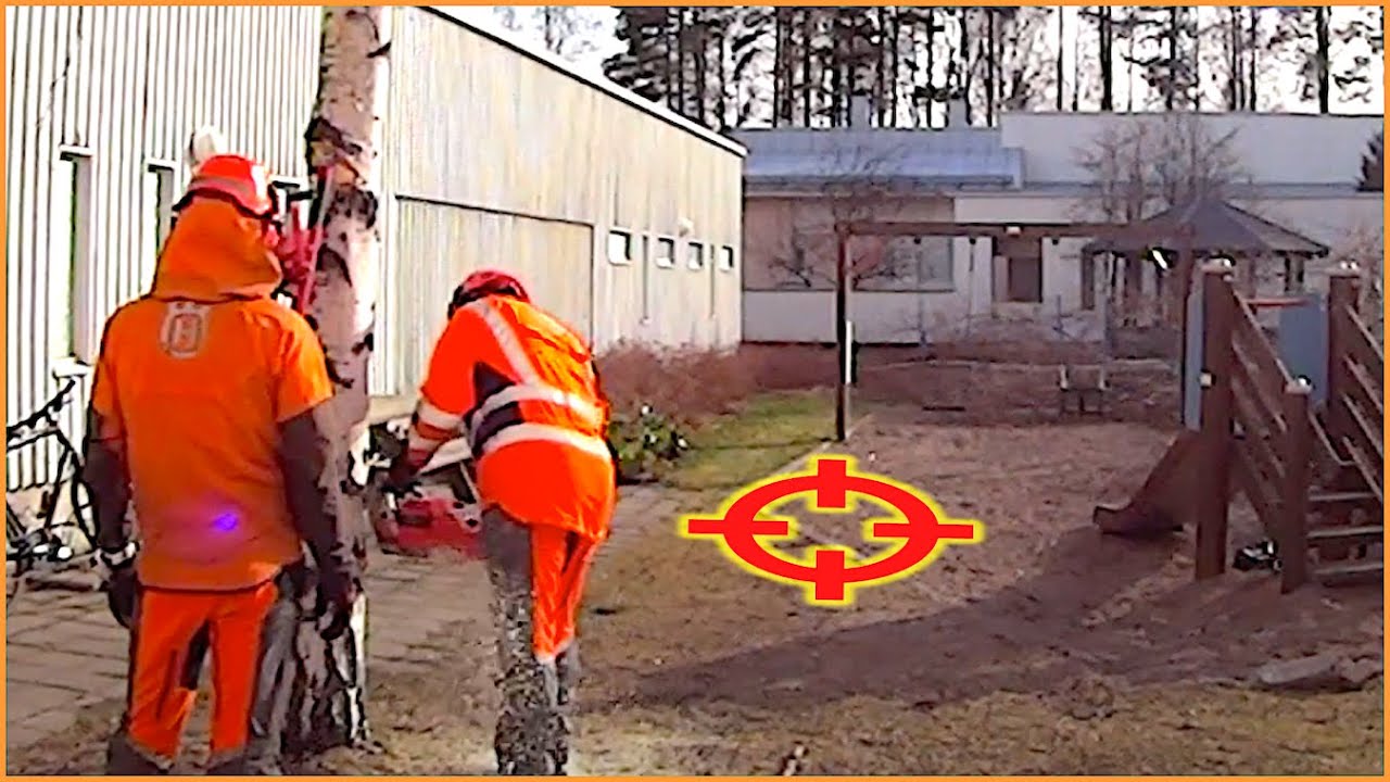 Precision tree felling IN CLOSE QUARTERS!