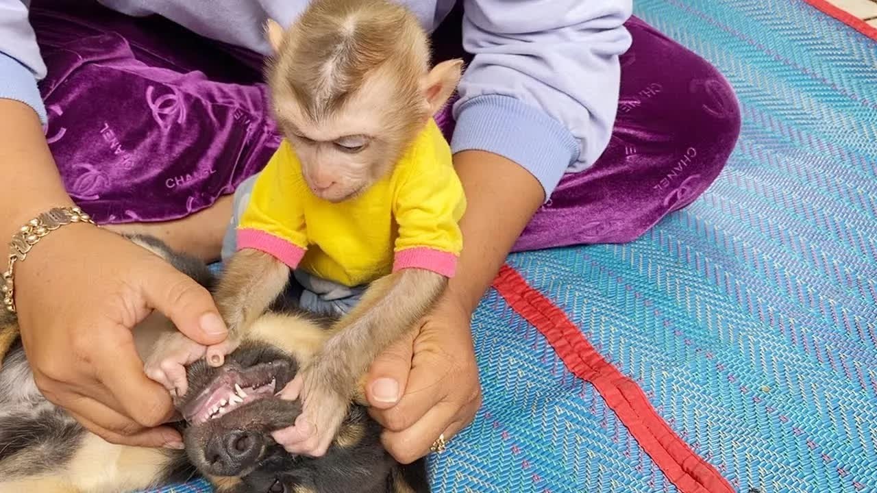 Hahaha! DAM Accompany Mom Checking Teeth Lil Petter