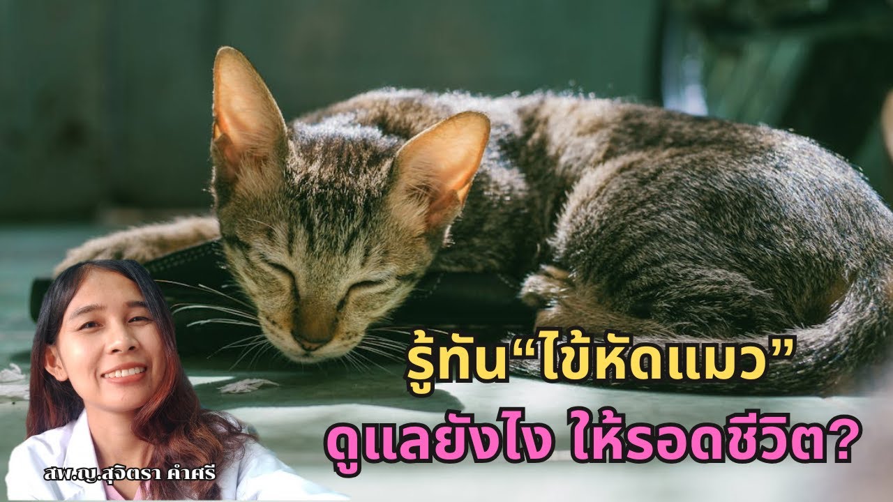 รู้ทันไข้หัดแมว พร้อมเคล็ดลับดูแลที่บ้านอย่างถูกวิธี เพิ่มโอกาสรอดชีวิตได้