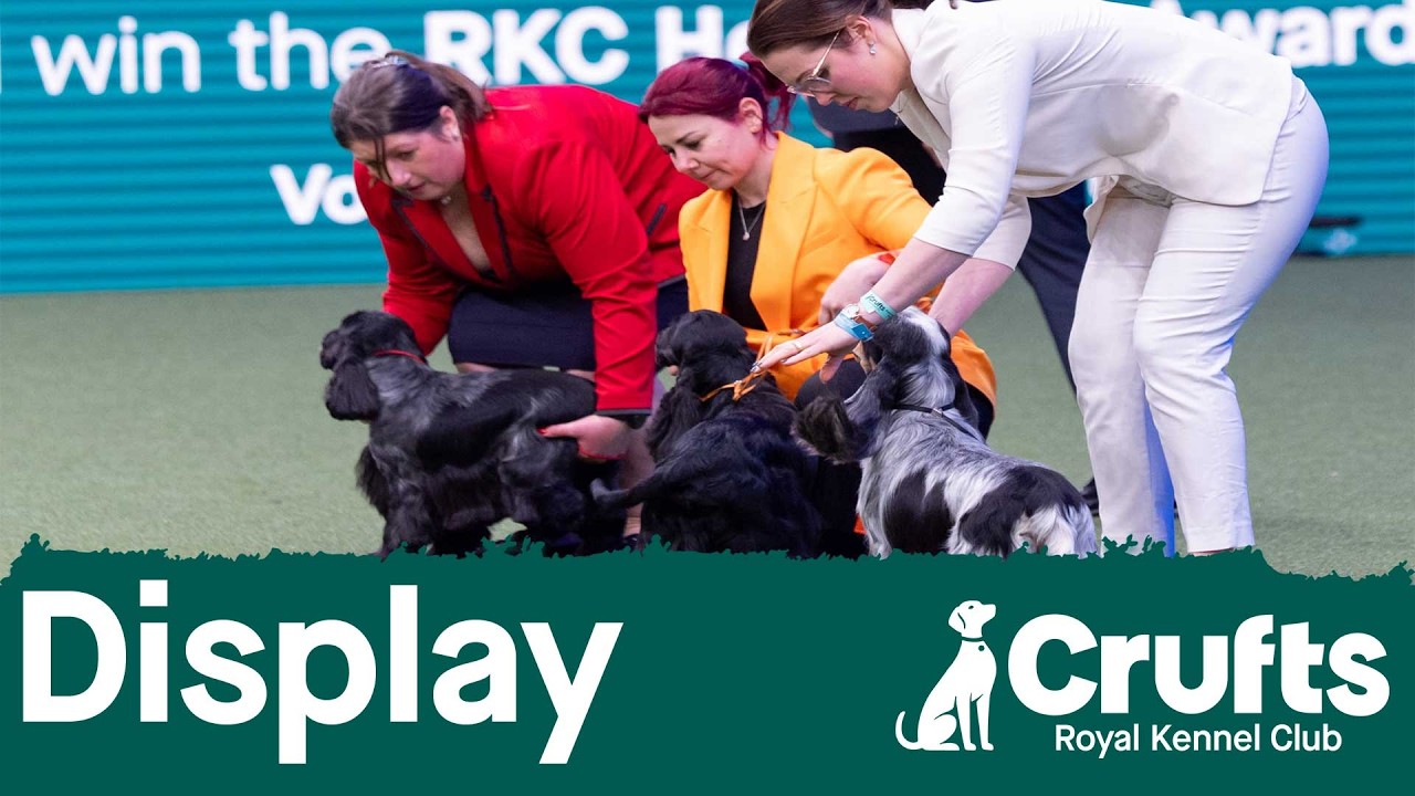 Шерсть, уход и соревнования: презентация по грумингу собак | Crufts 2026