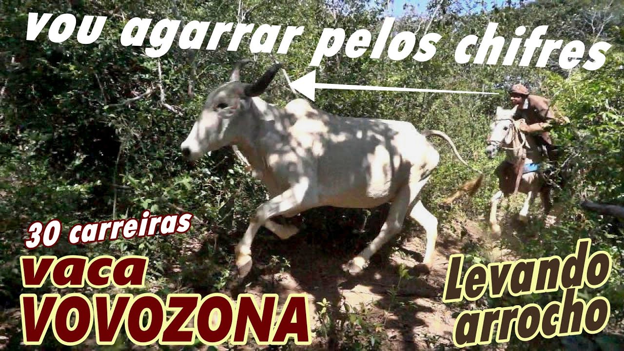 DRONE - Vaqueiro Pegou nas Pontas da Vaca Vovozona dentro do mato
