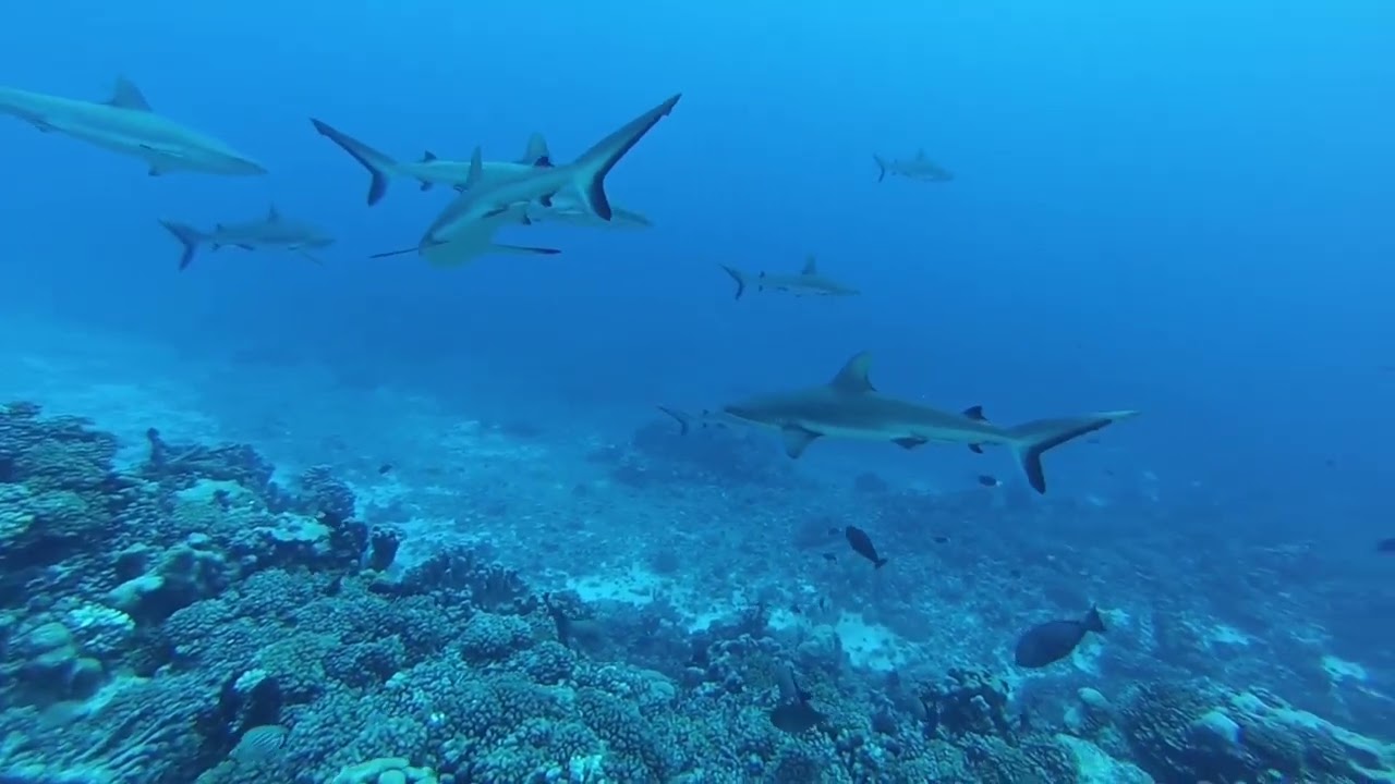 Deep Ocean and Meditation Song