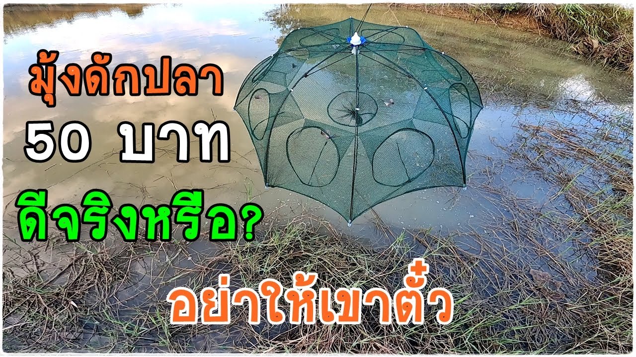 ใส่มุ้งดักปลาไว้ 24 ชั่วโมง หมานรึบ่หมาน เข้ามาชมกันครับผม