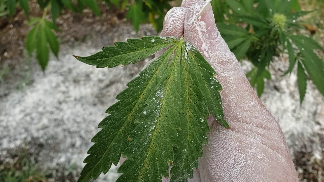 Dealing with pests during flower