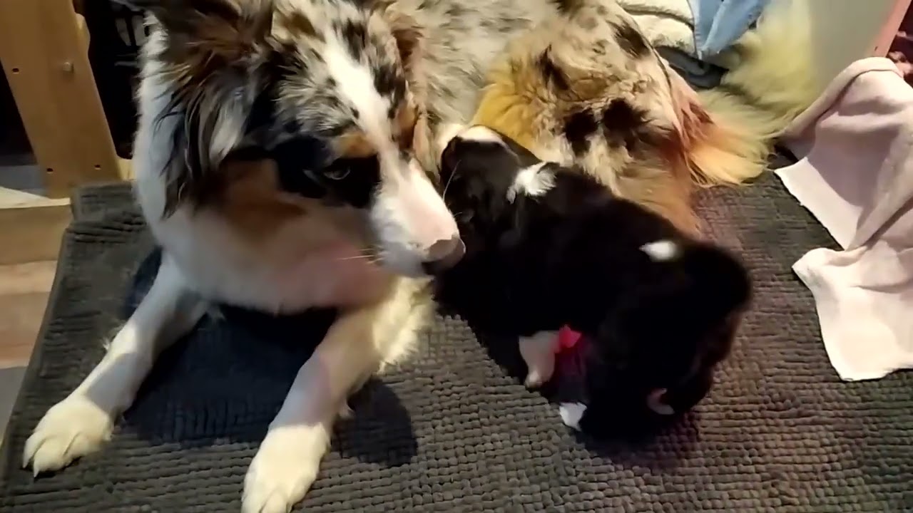 Nos petits chiots Bergers Australiens 2022 - à 3 semaines (premiers jeux avec leur grande soeur)