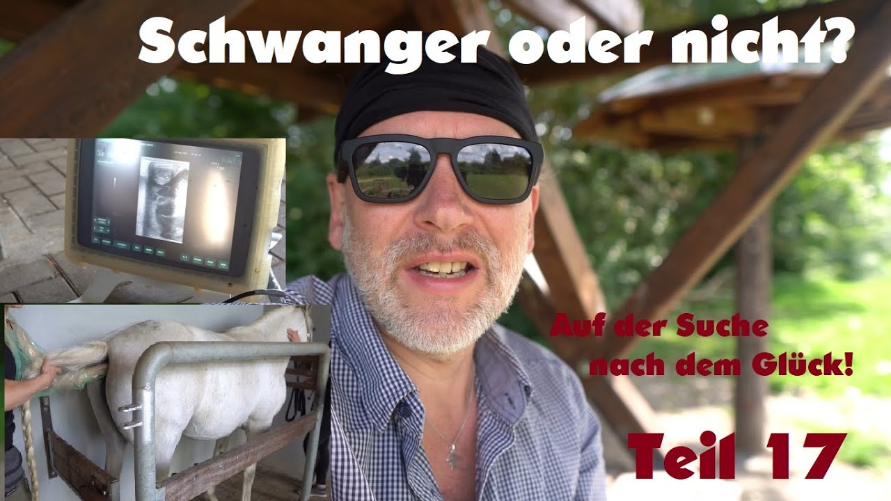 Ultraschall Untersuchung beim schwangeren Pferd Tag 36 - Schwanger oder nicht?  Teil 17