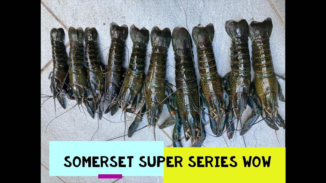 RED CLAW SOMERSET DAM FISHING MARATHON SERIES CATCHING RED CLAW YABBIES IN QUEENSLAND YABBY FISHING