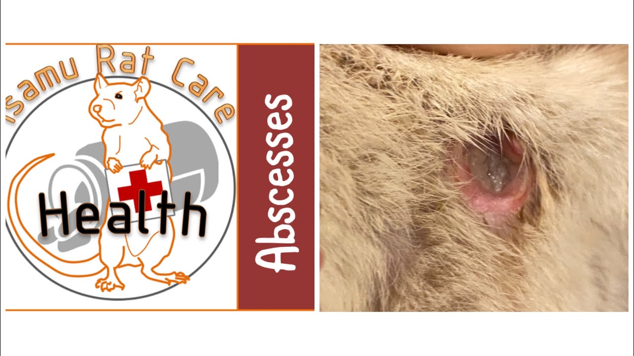 Abscesses in rats
