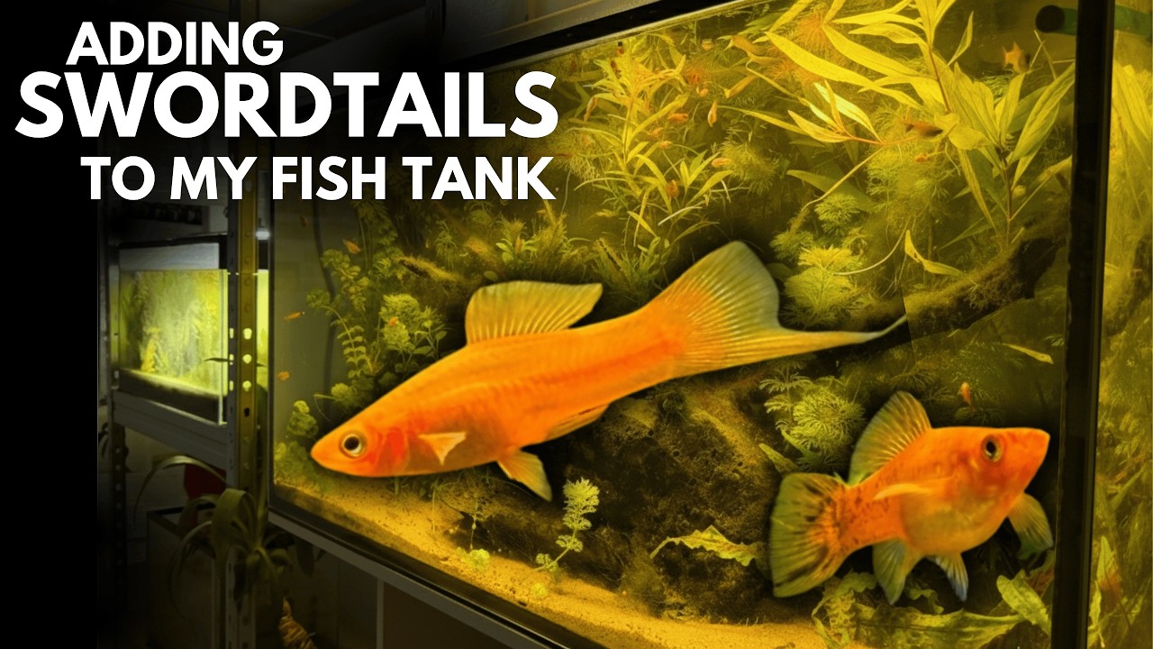 I Add Swordtail Fish to my Planted Fish Tank