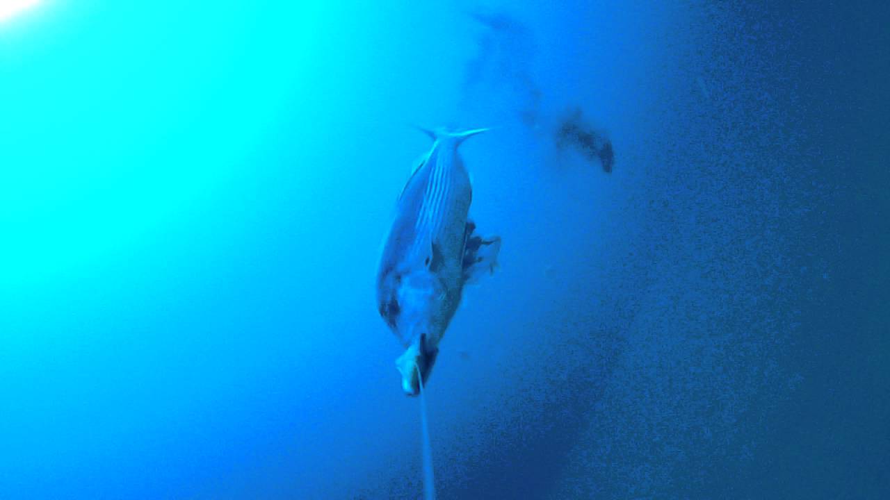 Waterwolf Pesca Traina al Dentice  con calamaro vivo e Videocamera Water Wolf, profondità 50 metri.