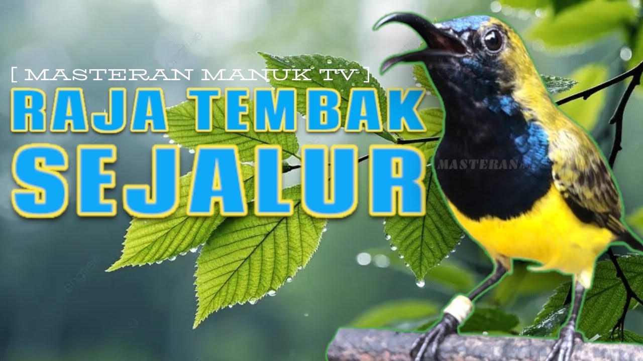 MASTERAN SOGON RAJA TEMBAK SEJALUR 🔥 Tembakan Lurus Panjang Bikin Lawan Minder #sogongacor #sogon 
