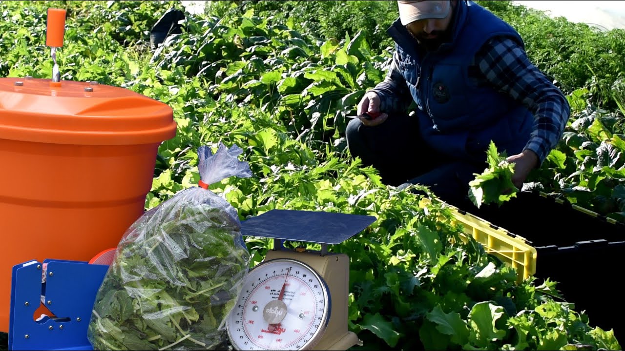 Récolte et emballage du mesclun