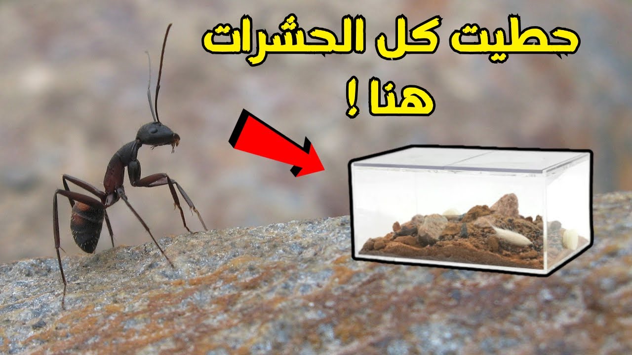 حطيت كل الحشرات بمكان واحد! #32