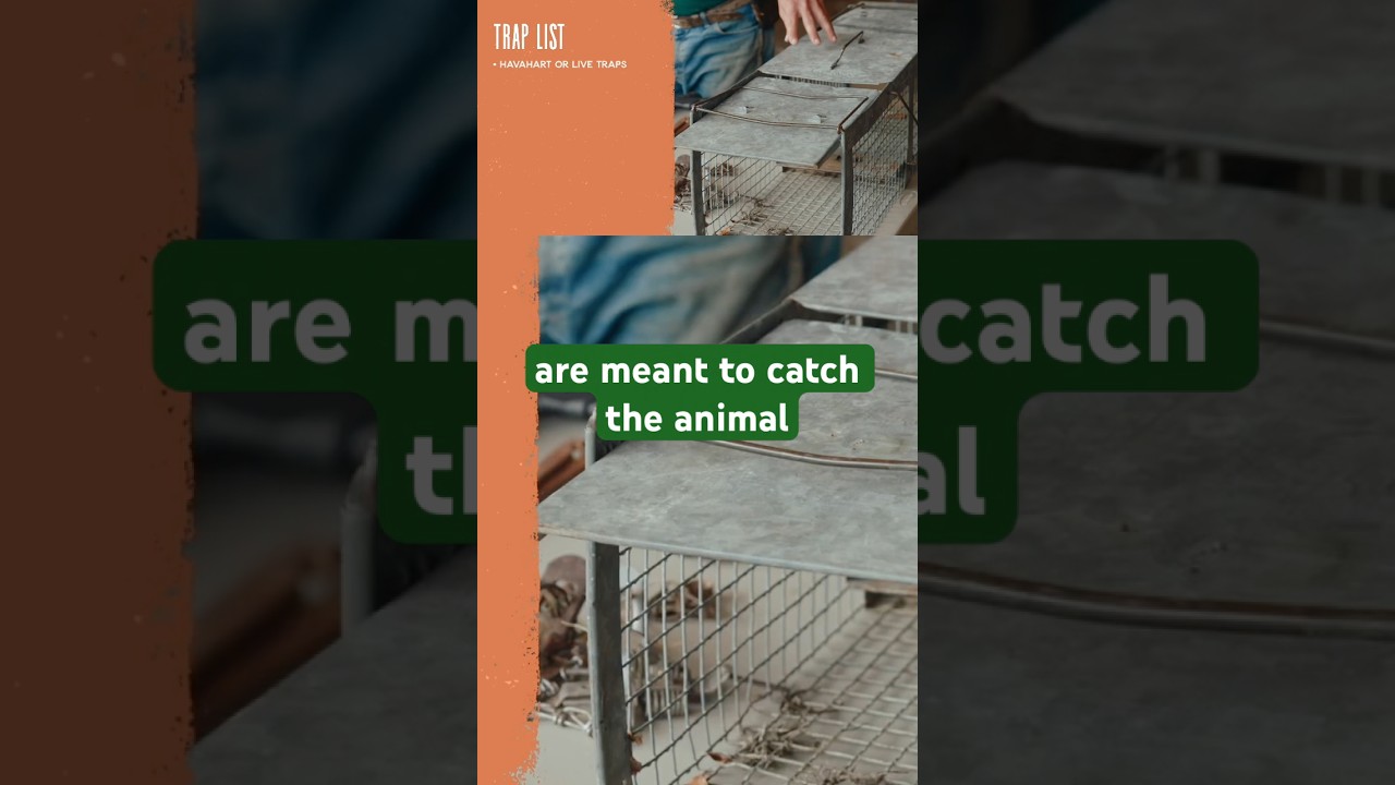 The most common tools needed for trapping poultry predators 