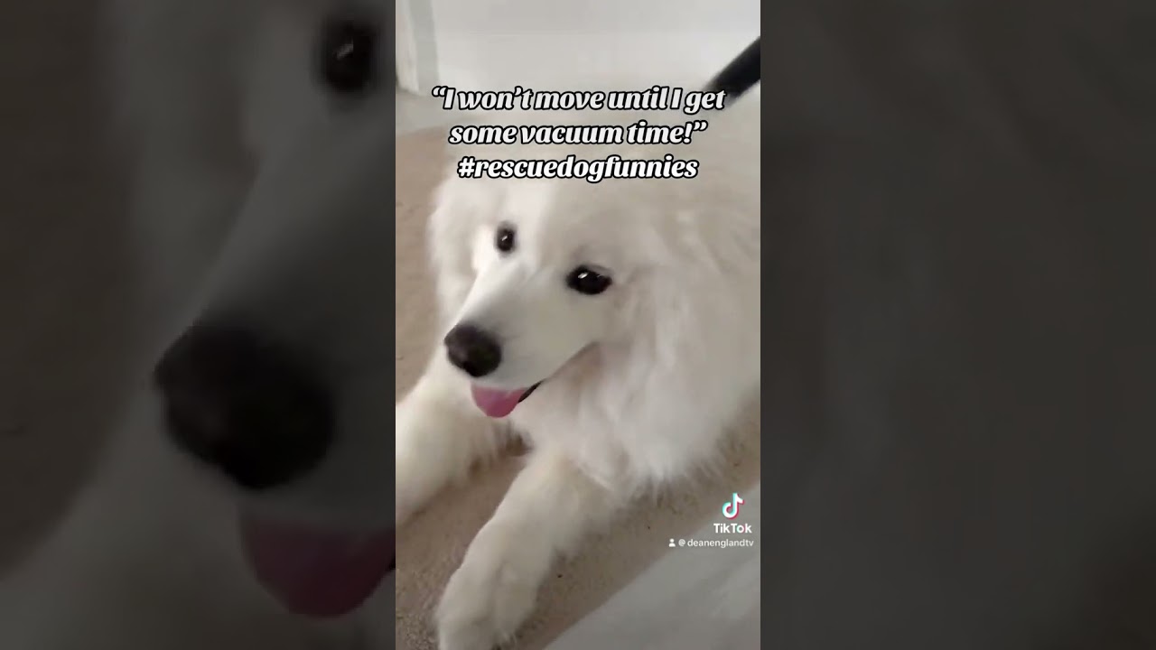 #rescuedogfunnies