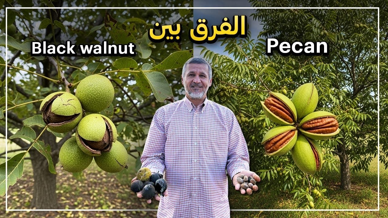 الفرق