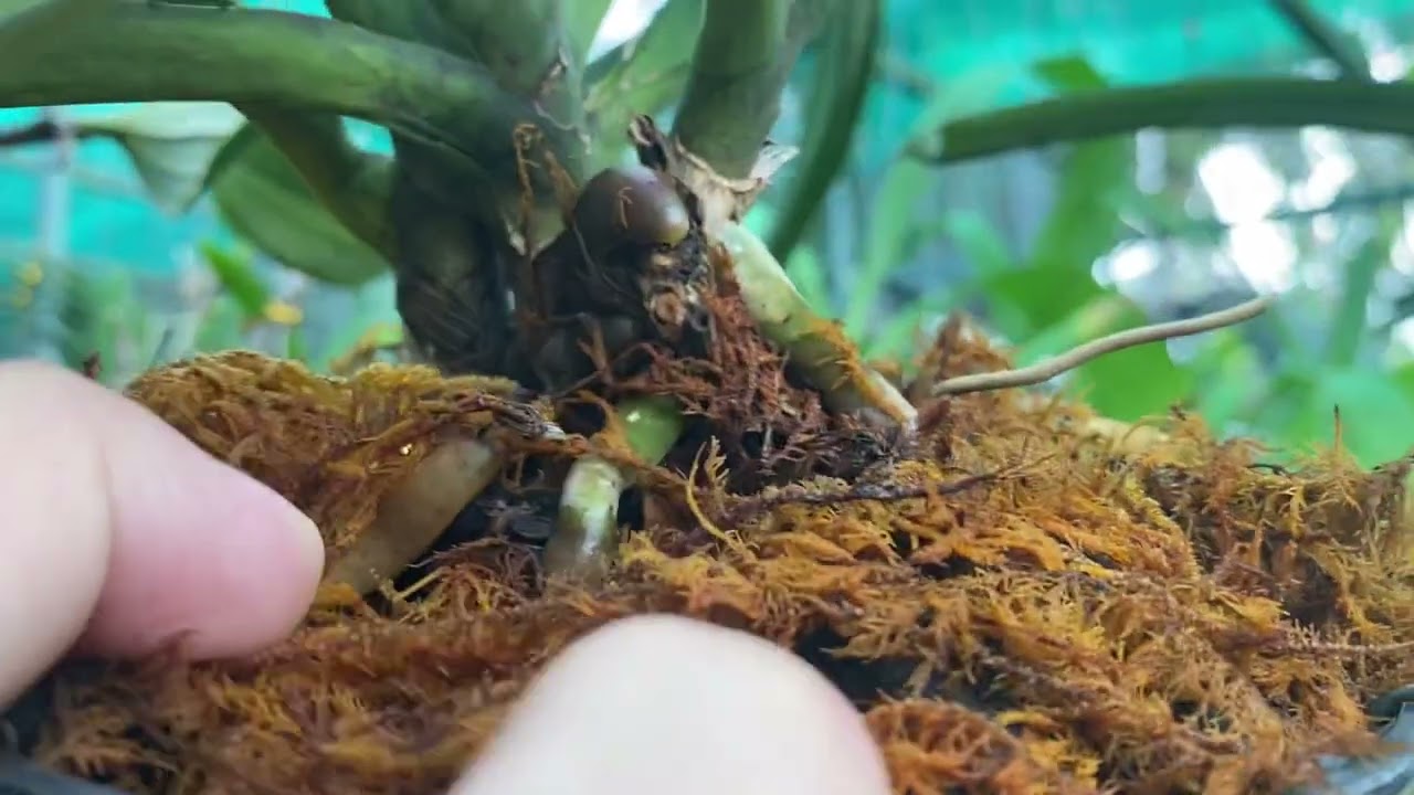 Cách trồng thuần lan đuôi chồn nhanh ra rễ trong vòng15-20 ngày.
