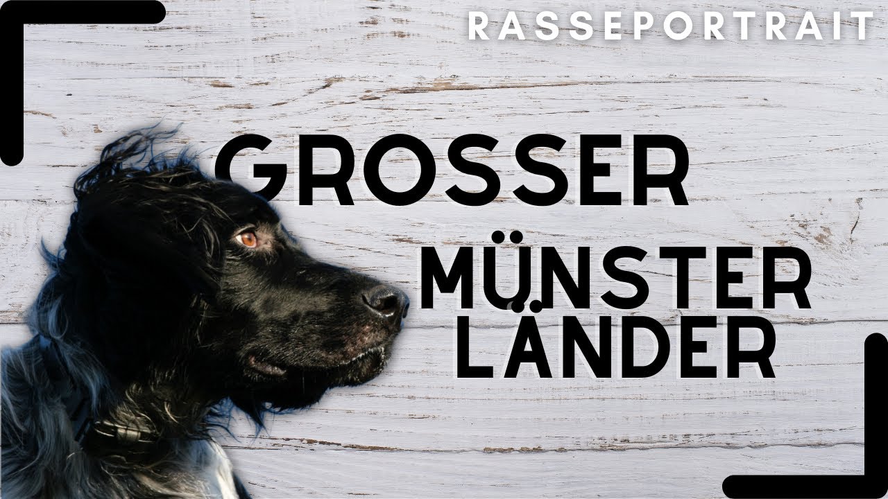 Großer Münsterländer - Ursprung, Charakter & Haltung [Rassecheck]