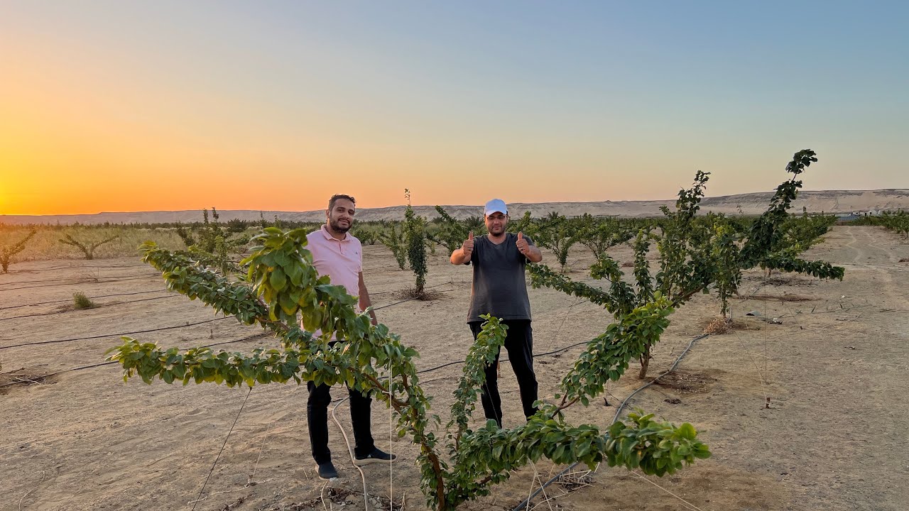 للبيع فرصه عظيمه لصغار المستثمرين 2 فدان كمثرى 🍐 مبشرين ونخيل صعيدي بسعر لقطه ؟!