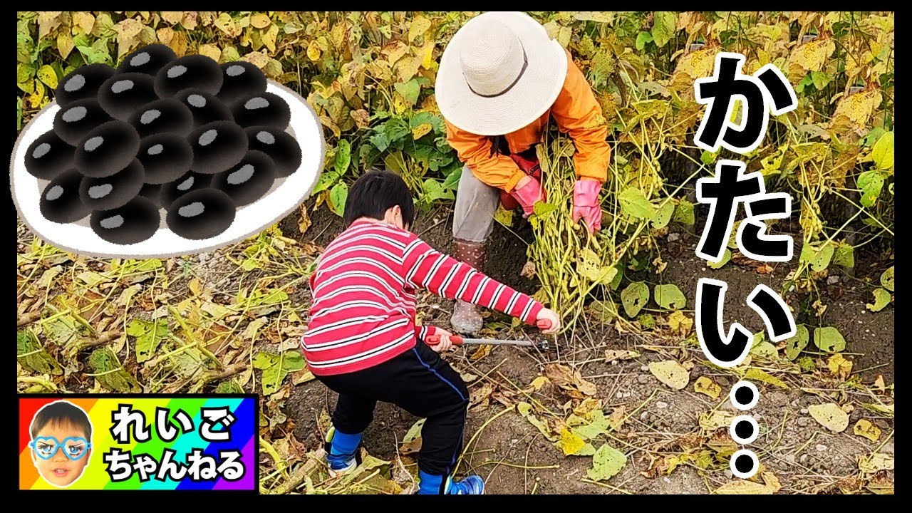 【丹波篠山】黒豆を大量に収穫するれいごくん 丹波の黒豆 黒豆畑 黒豆狩り Vlog