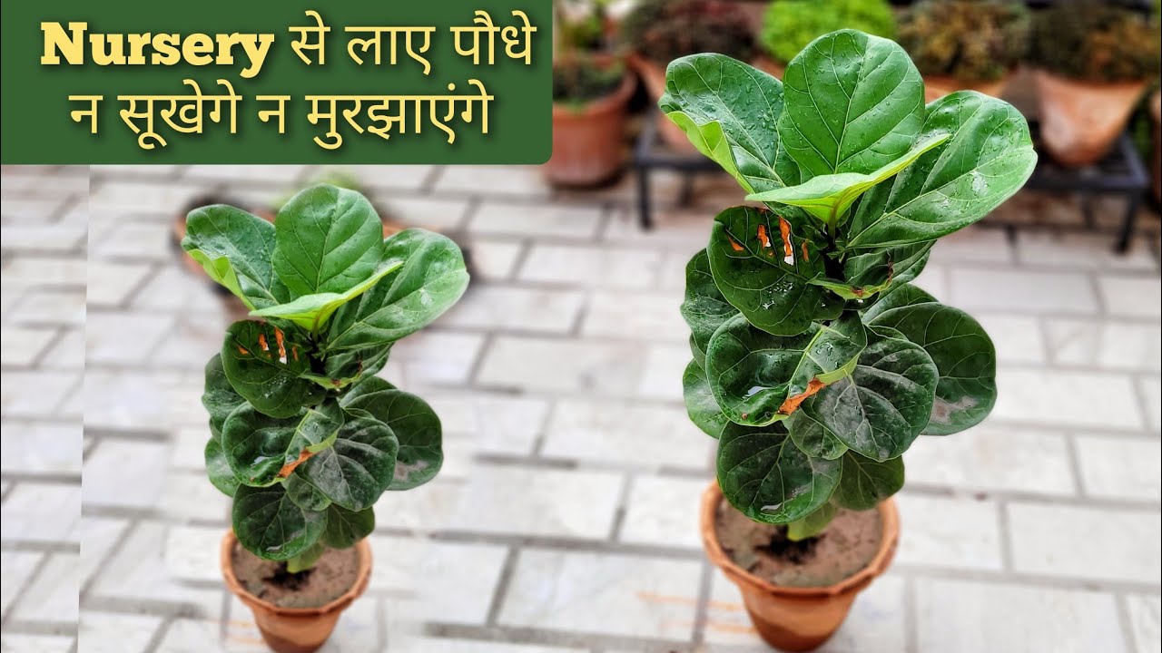 How to care fiddle leaf fig plant, यह चीज़ जानलो एकबार Nursery से लाए पौधे न सूखेंगे न मुरझाएंगे