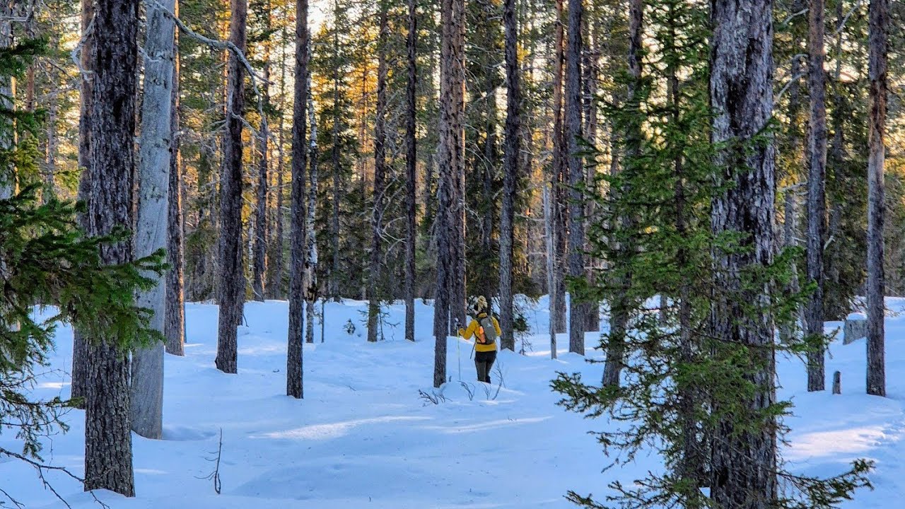 Muddus/ Muttos National Park: Winter Hike to Muddusfallet