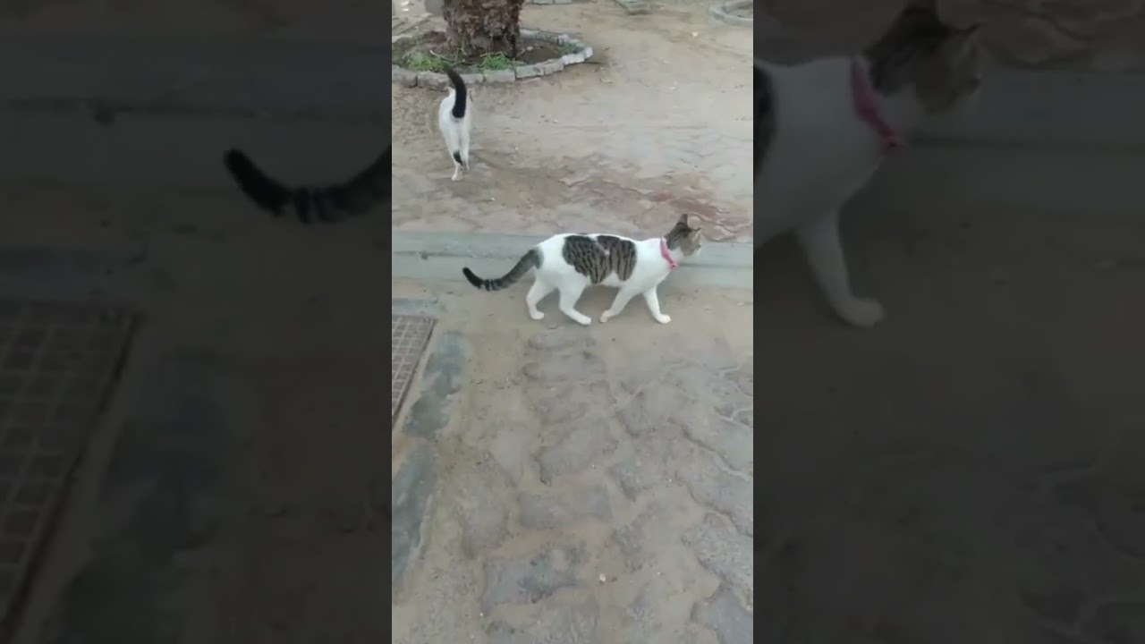 let's go play #brazil #cat  #uaenews #catlover #ukvloggers usa