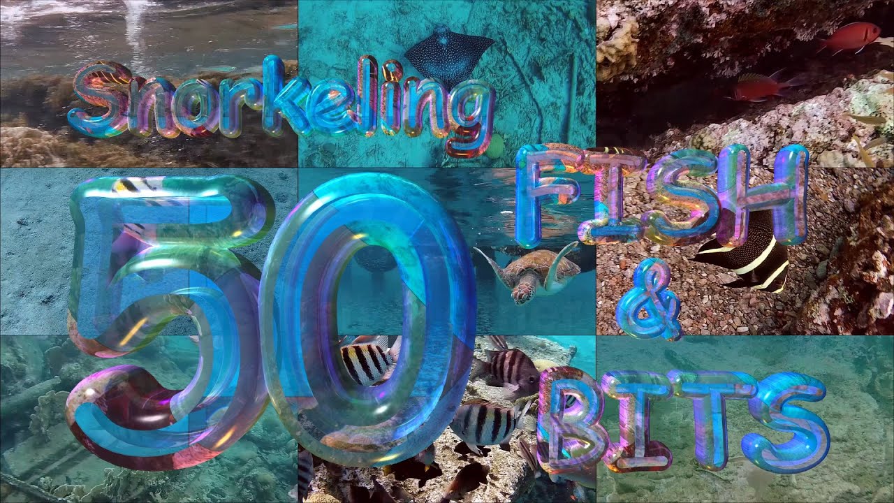 Snorkeling Curaçao 50 Fish names