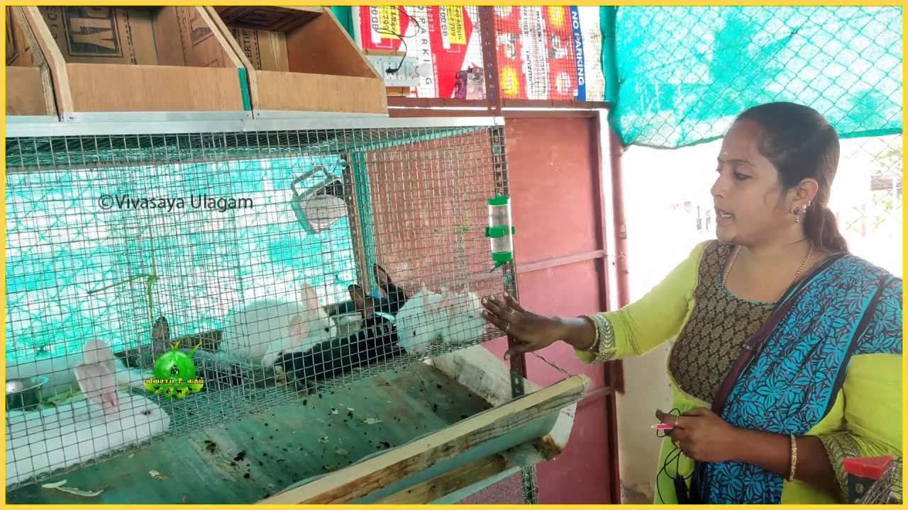 குட்டி போட்ட ஒரு மணி நேரத்தில் முயல் மீண்டும்  இணை சேரும் ..