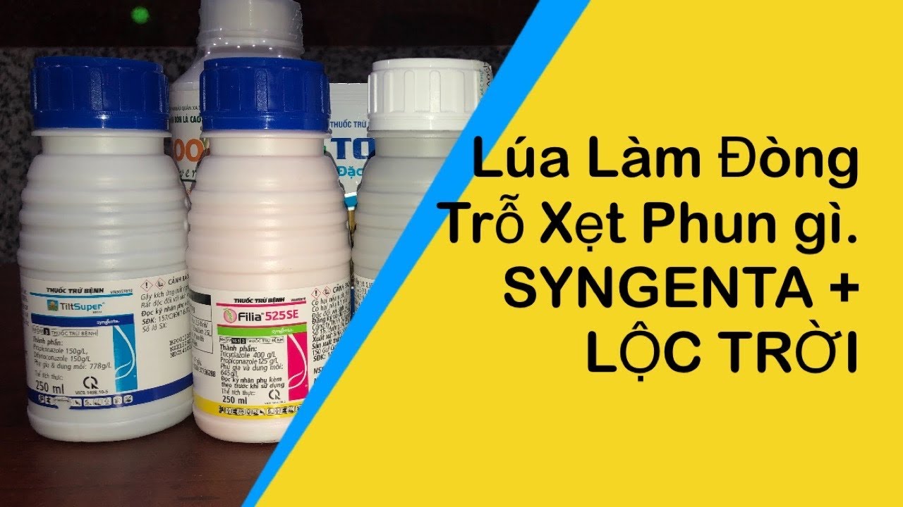 Xác định giai đoạn lúa trỗ Xẹt, Lúa làm đòng và trỗ xẹt phun gì? Huỳnh Hiếu 0988292889