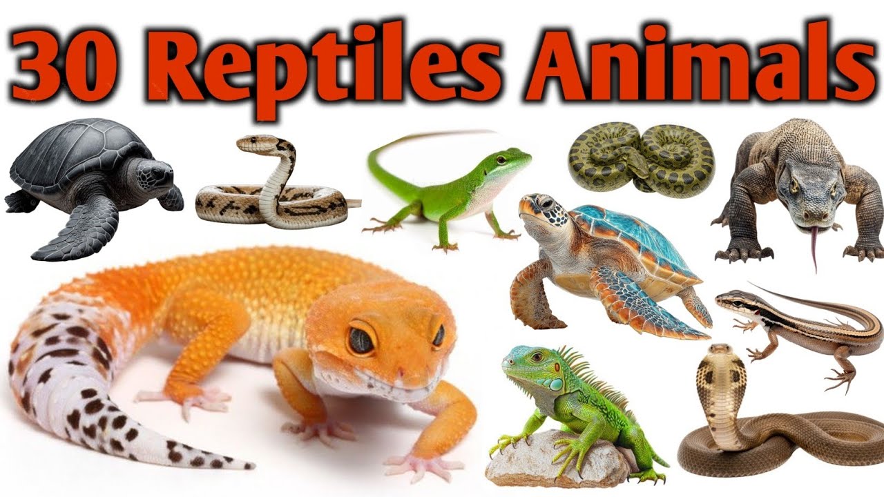 30 Reptiles Animals Name Hindi English| सरीसृप जानवरों के नाम| Preschool Learning| 