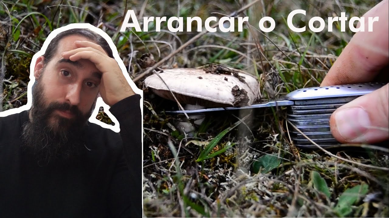 Setas ¿CORTAR o ARRANCAR?😵😱