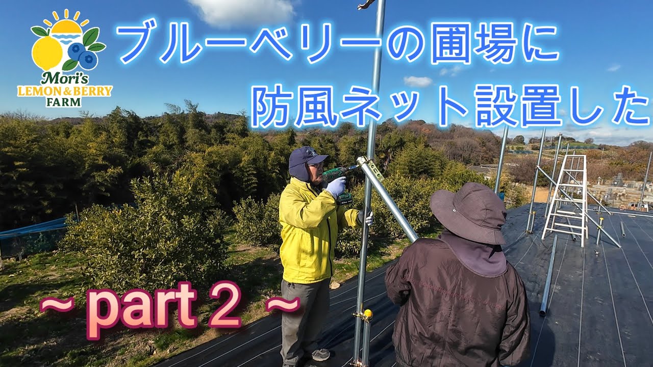 ブルーベリーの圃場に防風ネット設置した