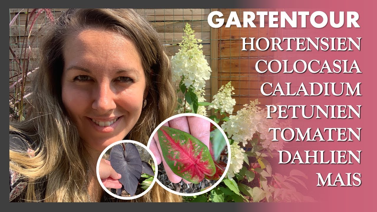 Sommer Garten Tour  🌺🌸🌿 Colocasia, Caladium, Hortensien, Tomaten, Petunien, Dahlien, Begonien...