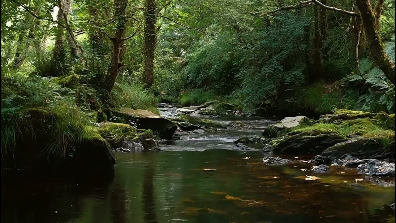 Peaceful Forest Creek Ambience - Soothing Water Sounds for Focused Studying and Deep Calm