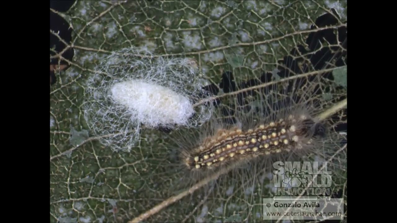 A Parasitoid Larva Breaking Out of Its Host | 2015 Nikon Small World