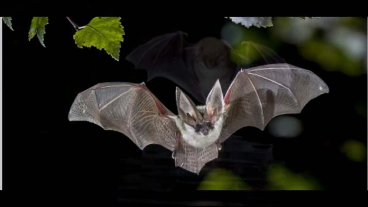 Intro to British Bats and Bat Detectors