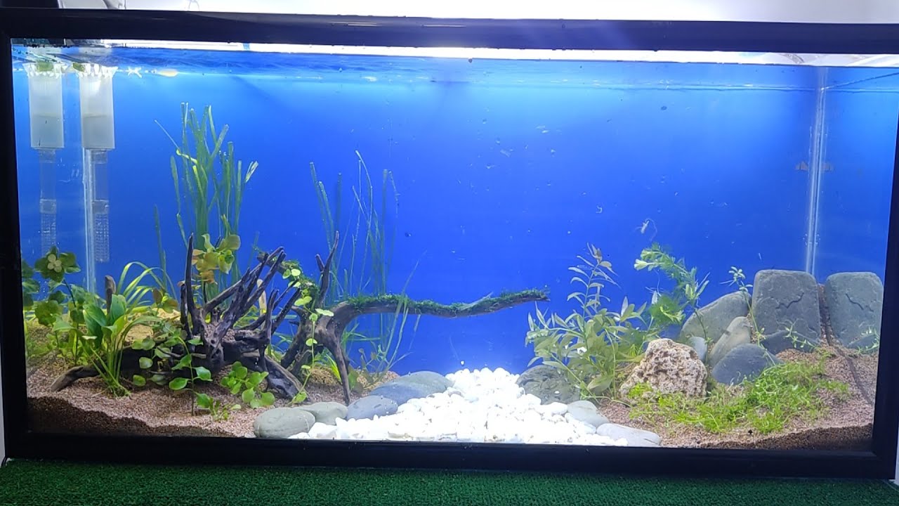 Aquascaping    زرع حوض 130لتر بالتفصيل بدون co2