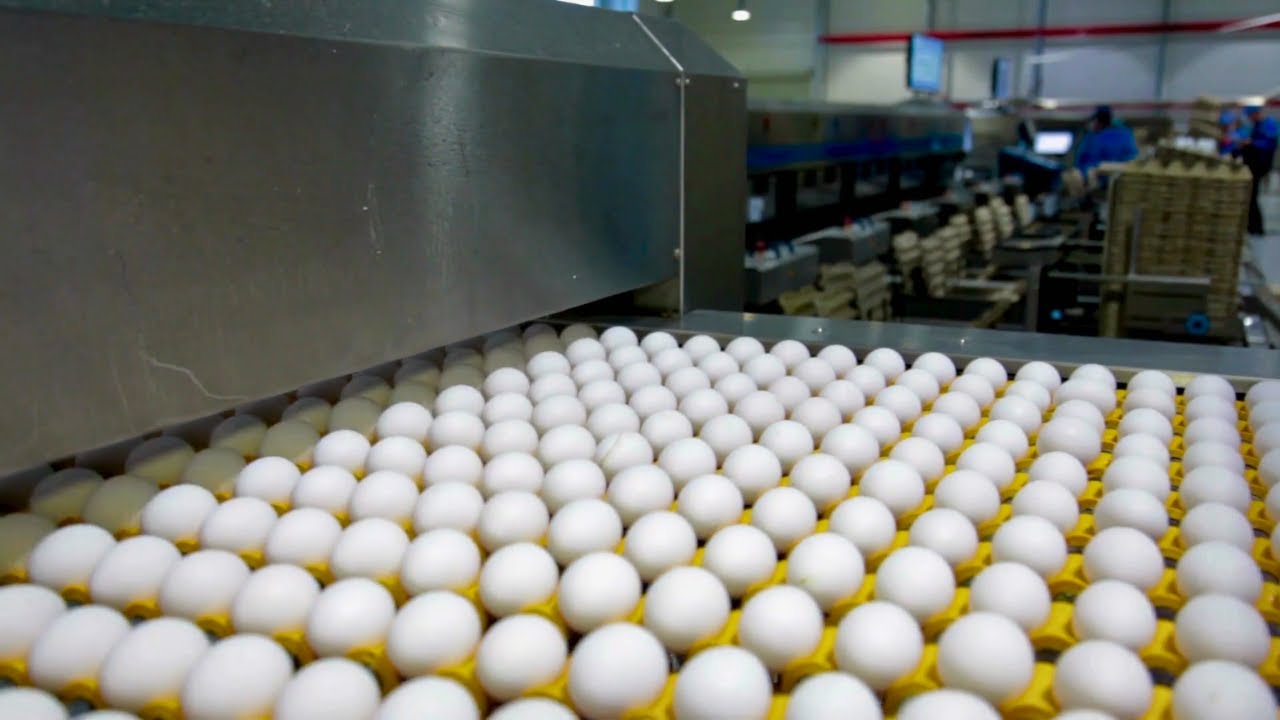 Processo Industrial de OVOS DE GALINHA - Da galinha at&eacute; a sua casa