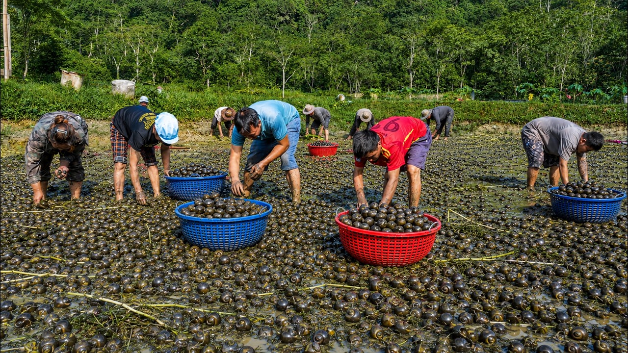 Binh & Ngoc, Su & Huyen Join the Village's Giant Snail Harvest | Traditional Mountain Life