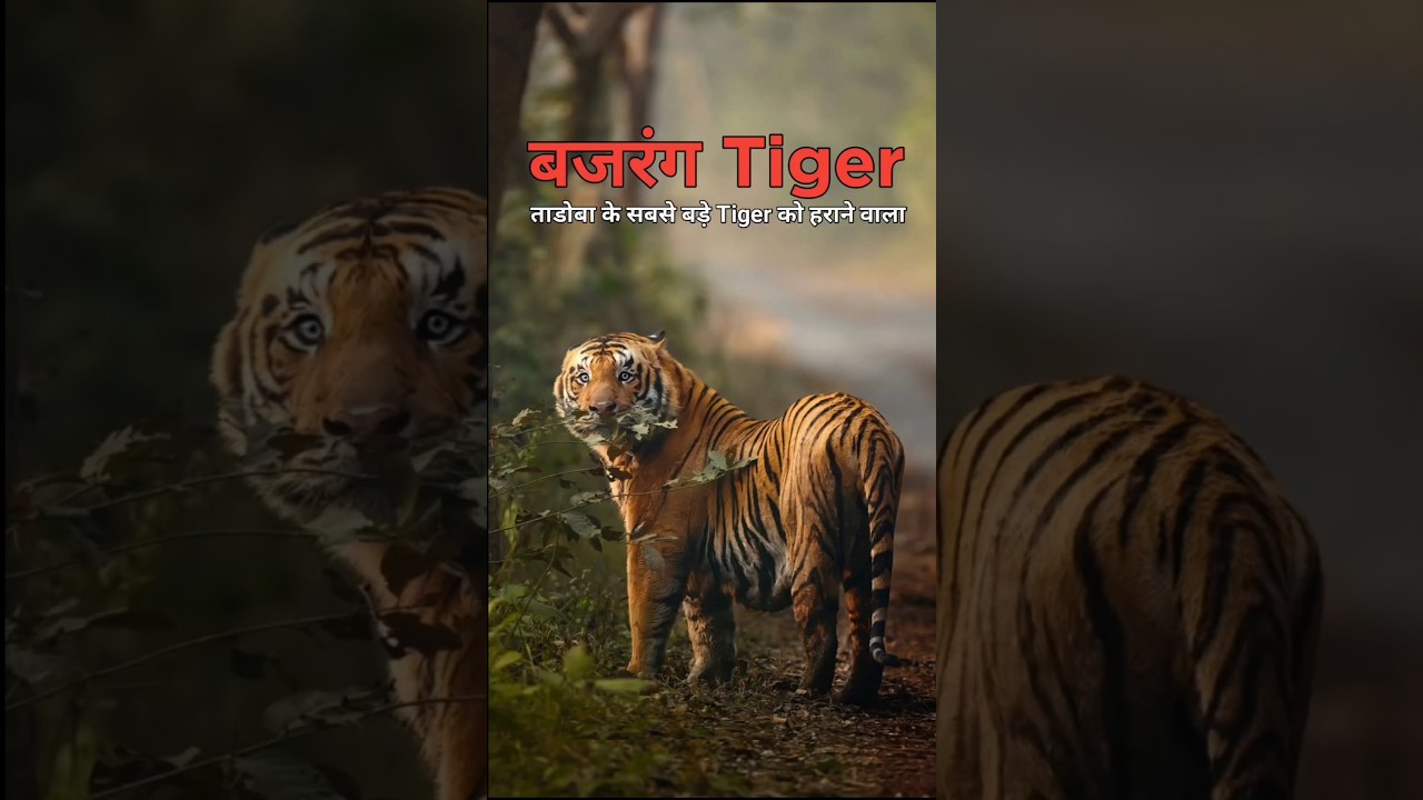 Tadoba का रहस्यमय Tiger - Bajrang || True Story Of Bajrang Tiger || #short