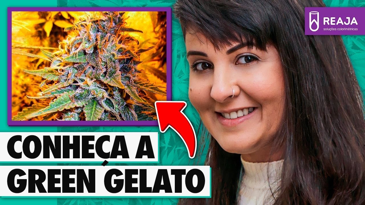 STRAIN REVIEW: GREEN GELATO l Enfercanabica