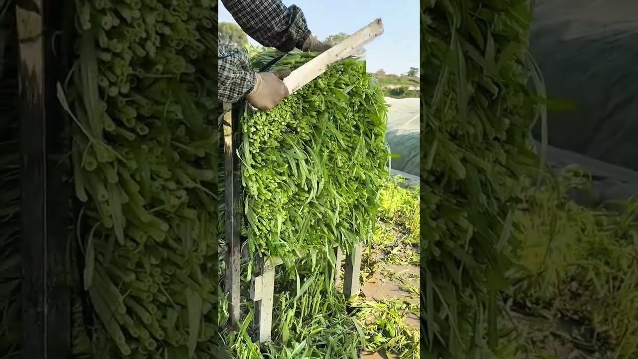 cutting large bunches of green vegetables using a manual metal blade tool for farm harvesting work