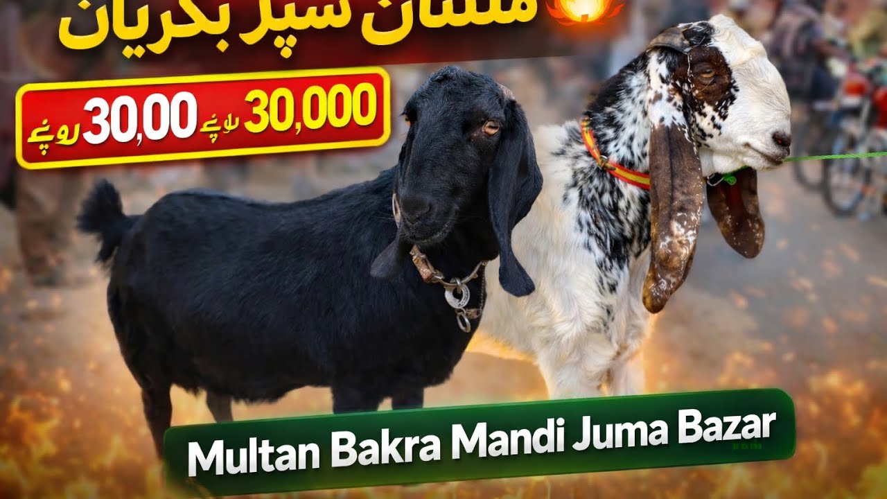 Multanbakra Mandi juma bazar new video update fresh stock plus rates update27.02.2026#explore #goat 