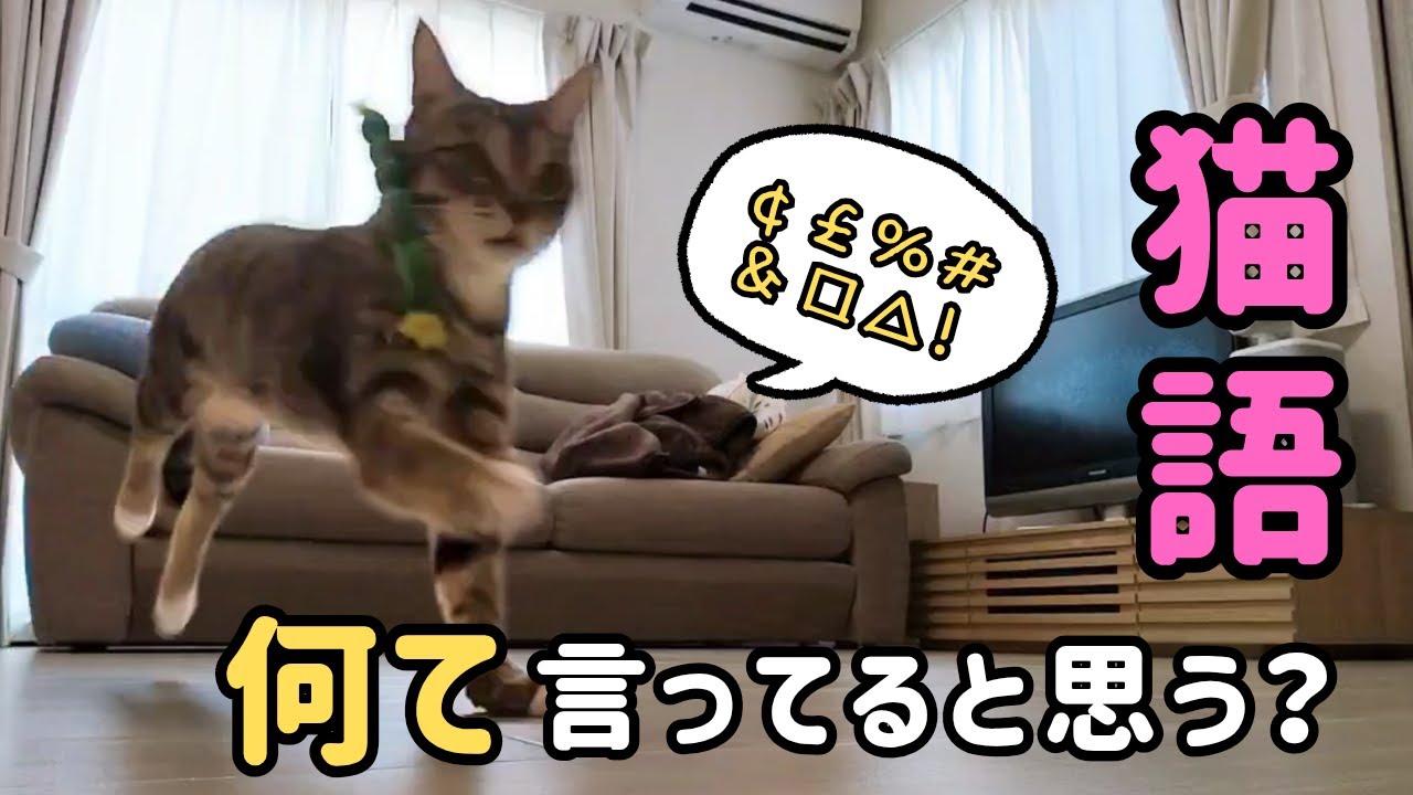 気合いが入ったよく分からない猫語が可愛すぎる