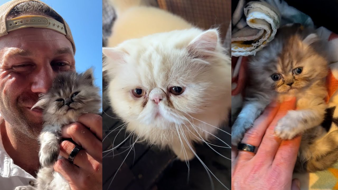 It's a family affair! We rescued a whole family of cats that needed some medical help | Lee Asher