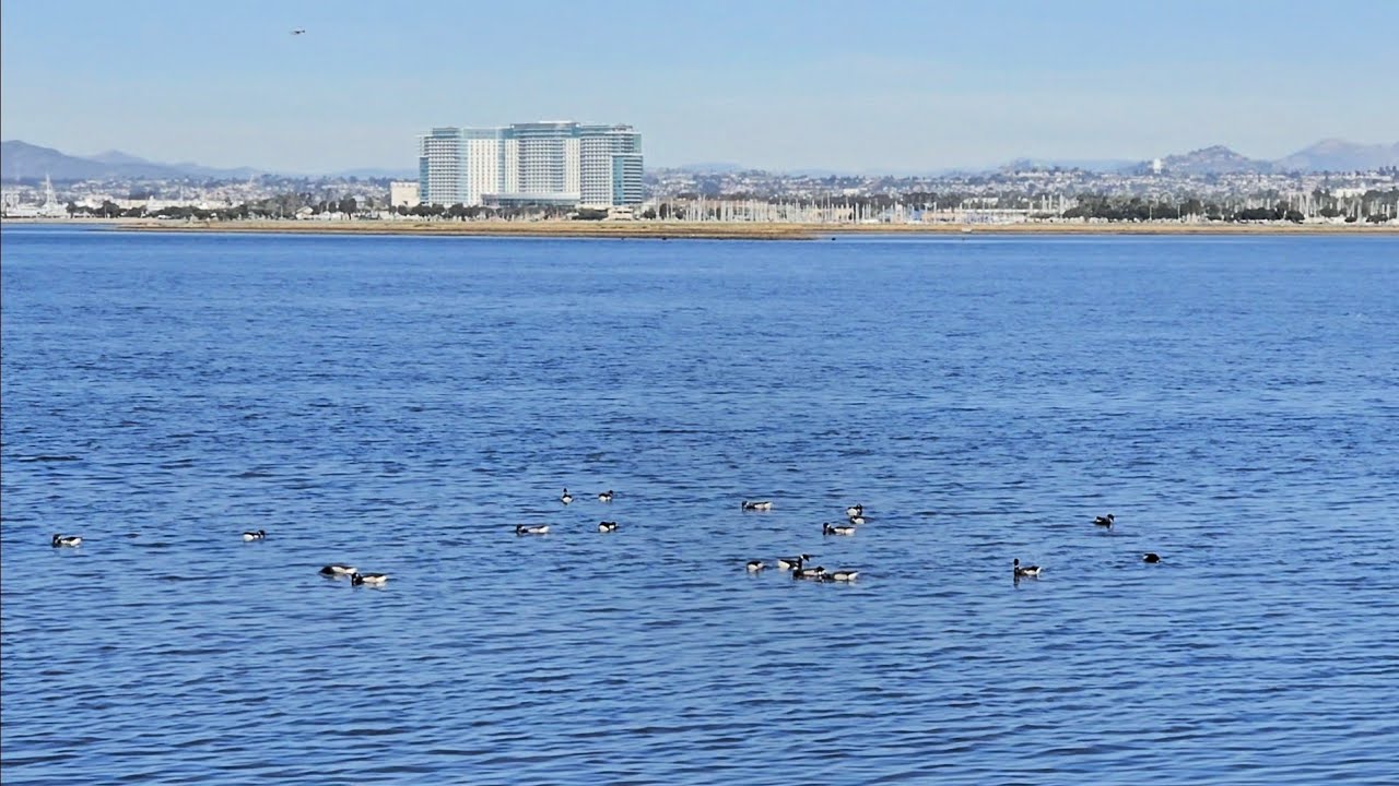 Brant Geese at San Diego Bay 🌞🪶🏞🏙