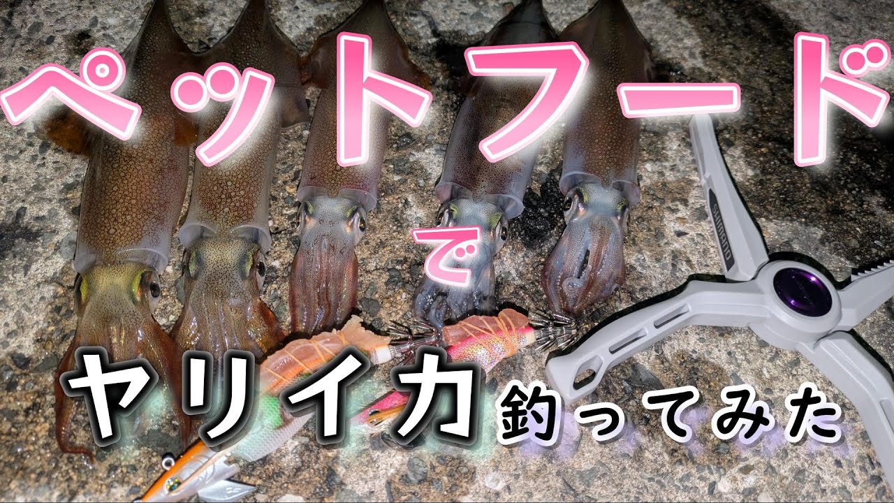ペットフードでヤリイカ釣ってみた【エギング】